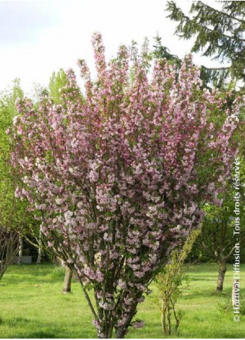 MALUS VAN ESELTINE (Pommierd 'ornement)