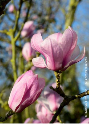 MAGNOLIA denudata FESTIROSE