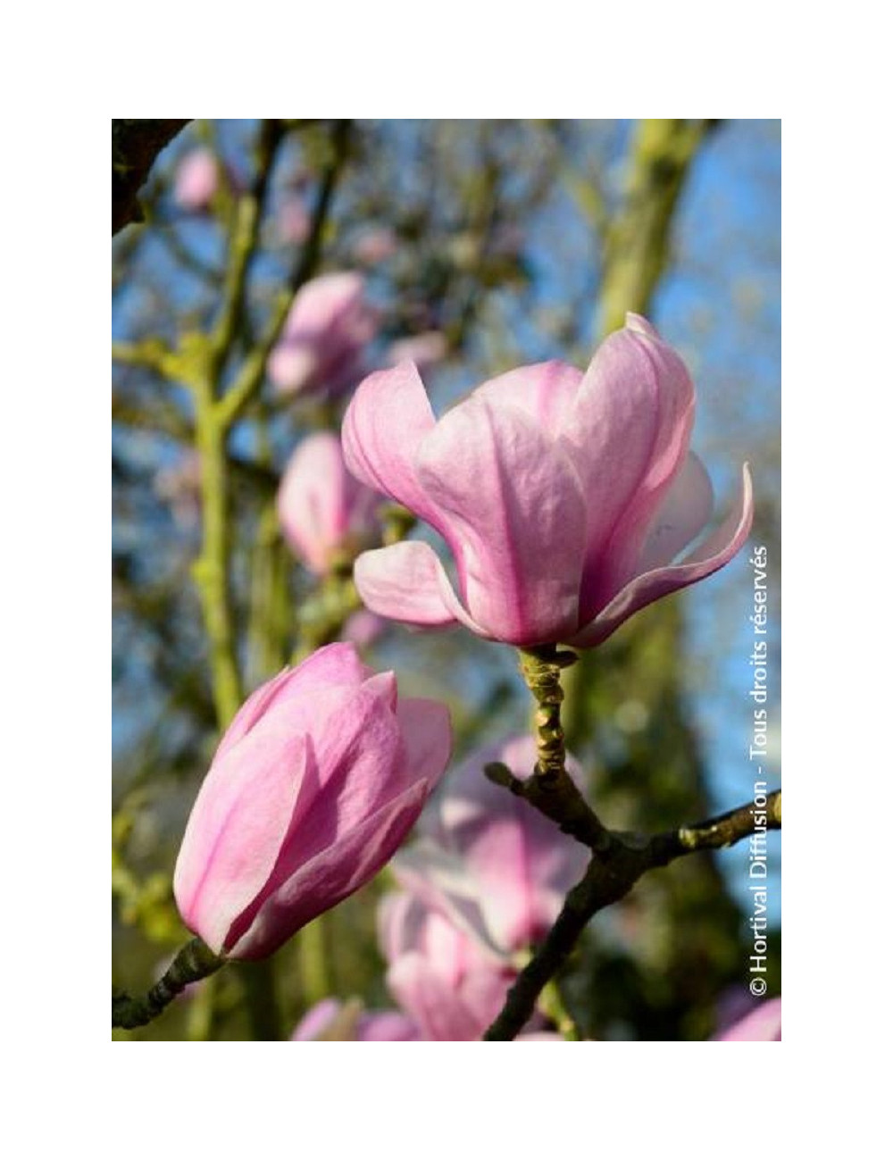 MAGNOLIA denudata FESTIROSE