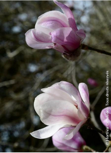 MAGNOLIA denudata FESTIROSE