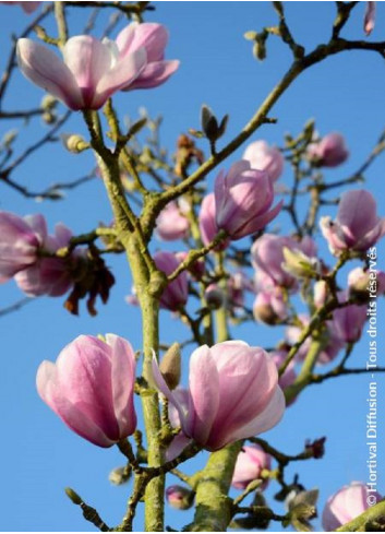 MAGNOLIA denudata FESTIROSE