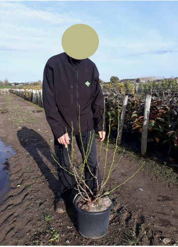 MAGNOLIA STAR WARS En pot de 15-20 litres