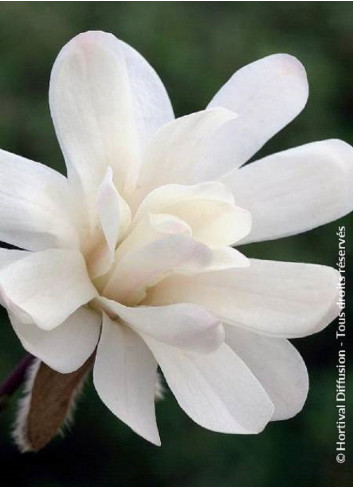 MAGNOLIA stellata ROYAL STAR