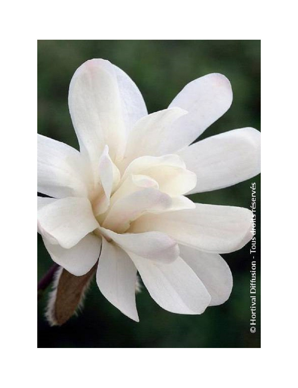 MAGNOLIA stellata ROYAL STAR