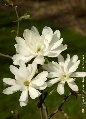 MAGNOLIA stellata ROYAL STAR