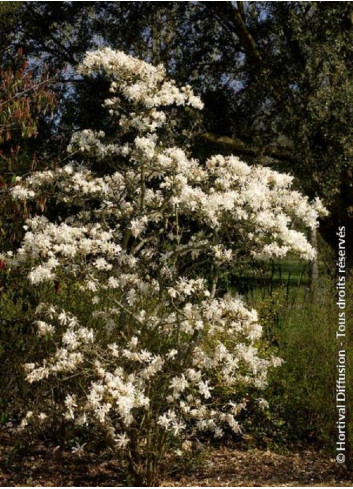 MAGNOLIA stellata ROYAL STAR