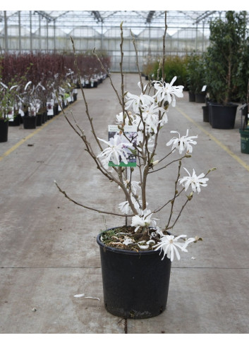 MAGNOLIA stellata ROYAL STAR En pot de 10-12 litres