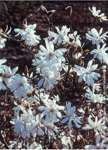 MAGNOLIA stellata WATERLILY