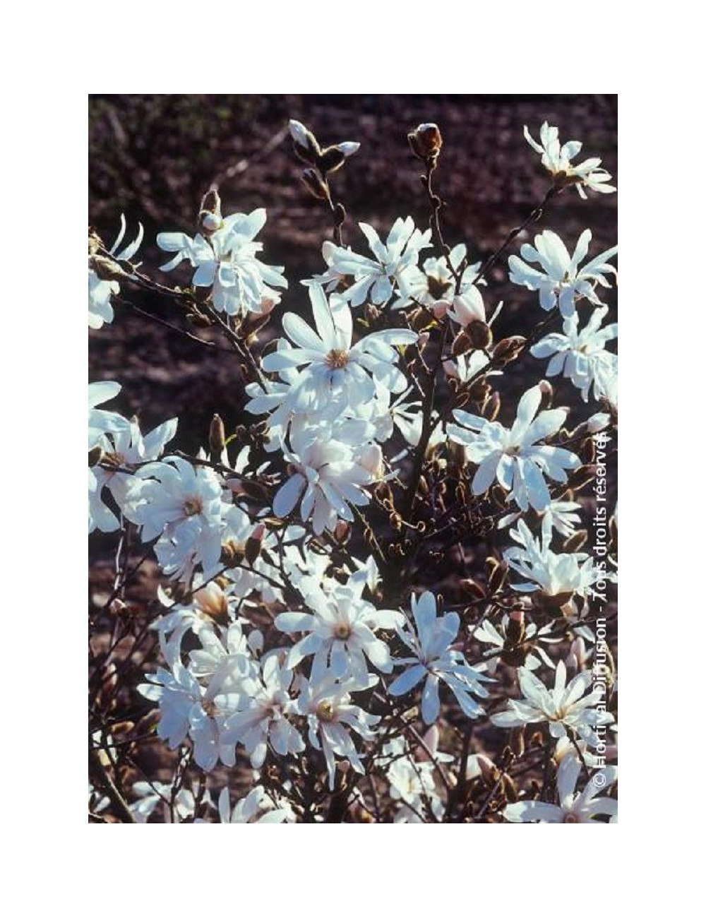 MAGNOLIA stellata WATERLILY