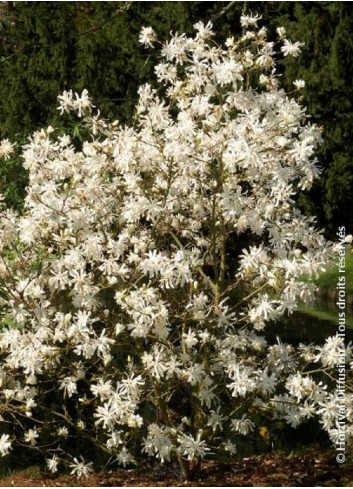 MAGNOLIA stellata WATERLILY