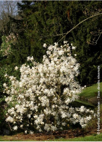 MAGNOLIA stellata WATERLILY