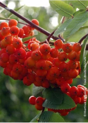 SORBUS aucuparia WETTRA