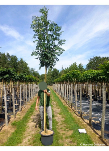 SORBUS aucuparia WETTRA En pot de 25-30 litres forme tige hauteur du tronc 180-200 cm