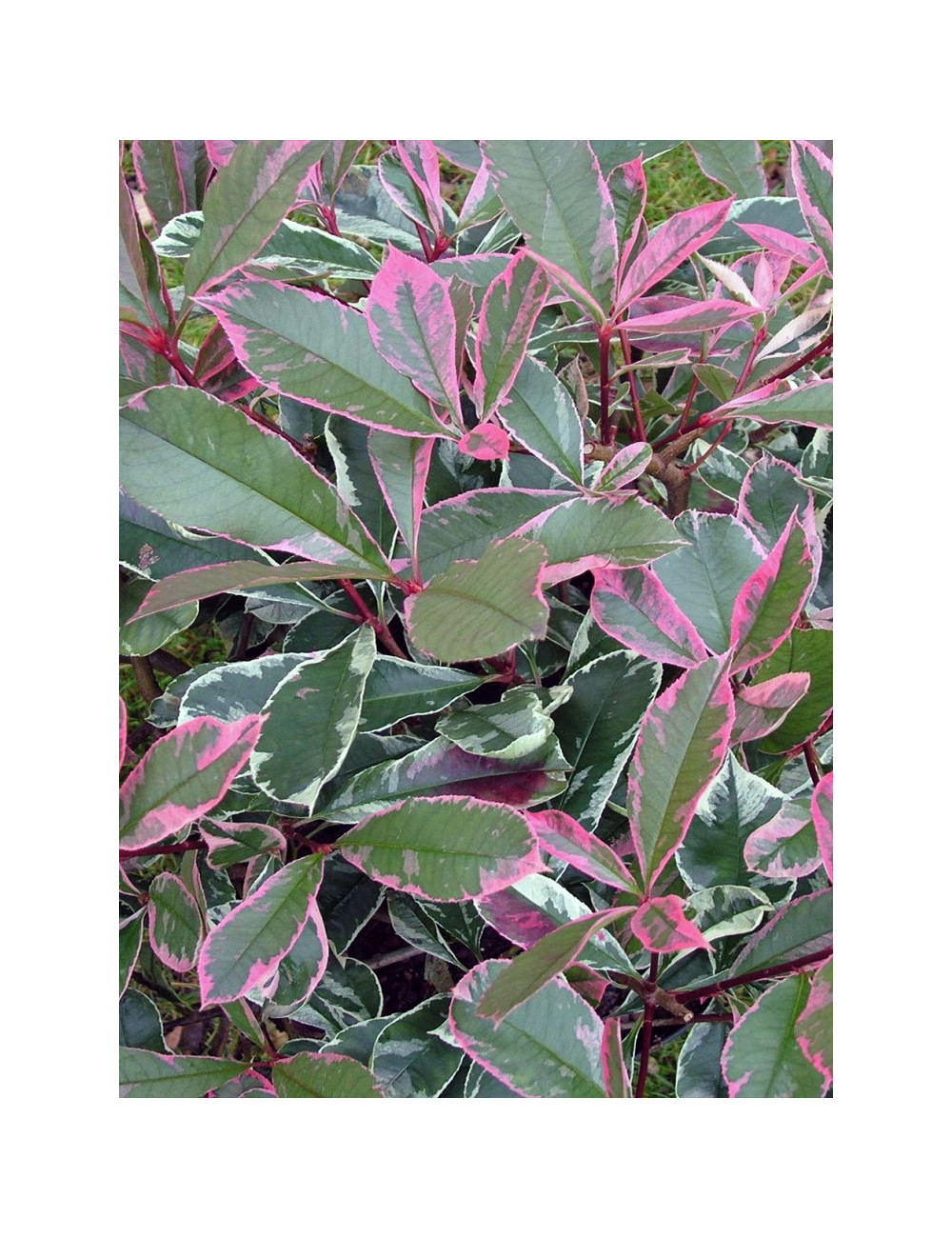 Topiaire (Plante taillée) - PHOTINIA fraseri PINK MARBLE® (Photinia Pink Marble)