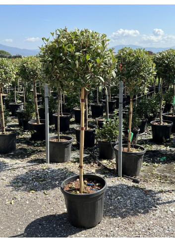 Topiaire (Plante taillée) - PHOTINIA fraseri PINK MARBLE® (Photinia Pink Marble) En pot forme tige hauteur du tronc 090-110 cm