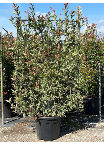 Topiaire (Plante taillée) - PHOTINIA fraseri PINK MARBLE® (Photinia Pink Marble) En pot forme espalier