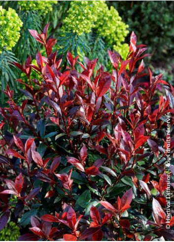 PHOTINIA fraseri CARRÉ ROUGE