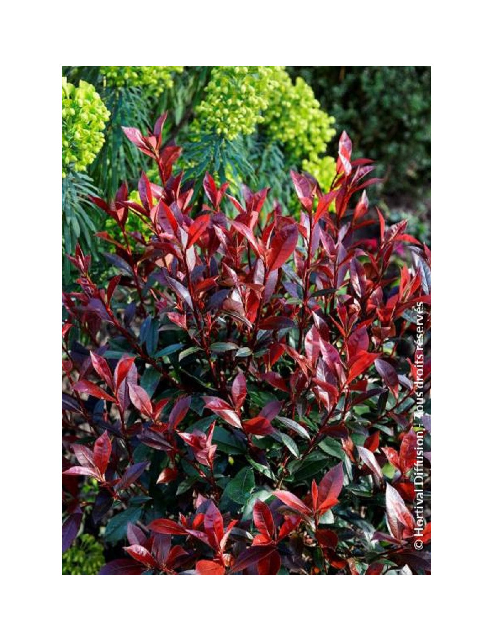 PHOTINIA fraseri CARRÉ ROUGE