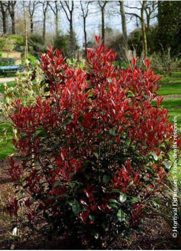 PHOTINIA fraseri CARRÉ ROUGE