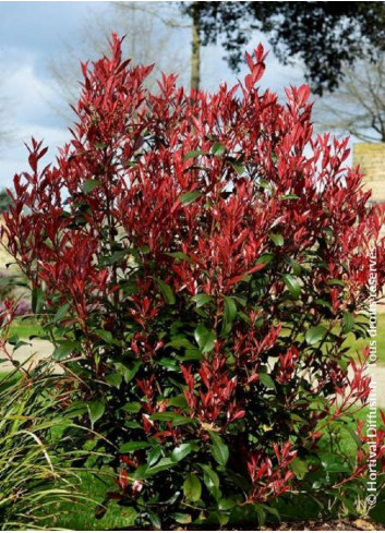 PHOTINIA fraseri CARRÉ ROUGE