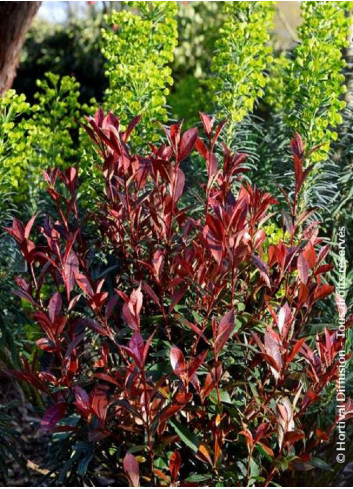 PHOTINIA fraseri CARRÉ ROUGE