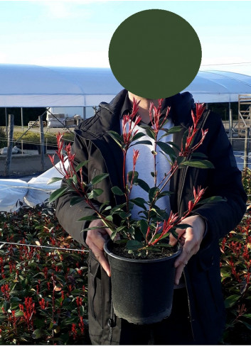 PHOTINIA fraseri CARRÉ ROUGE En pot de 4-5 litres