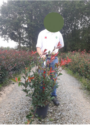 PHOTINIA fraseri CARRÉ ROUGE En pot de 7-10 litres