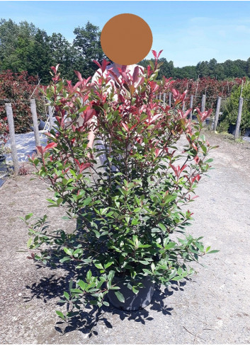 PHOTINIA fraseri CARRÉ ROUGE En pot de 25-30 litres