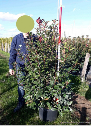 PHOTINIA fraseri CARRÉ ROUGE En pot de 35-50 litres