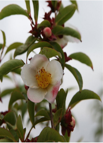 STEWARTIA pseudocamellia