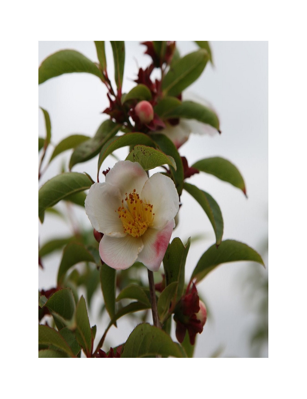 STEWARTIA pseudocamellia