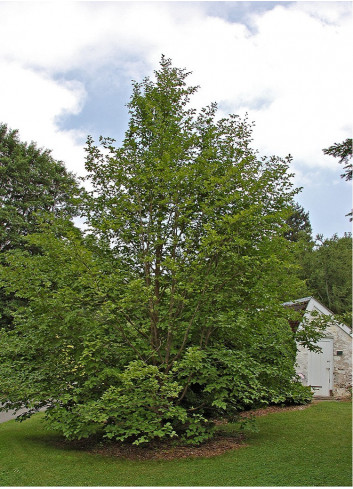 STEWARTIA pseudocamellia