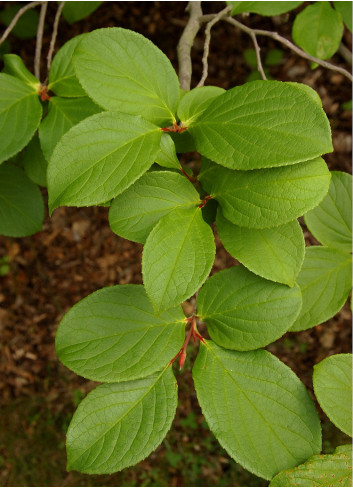 STEWARTIA pseudocamellia