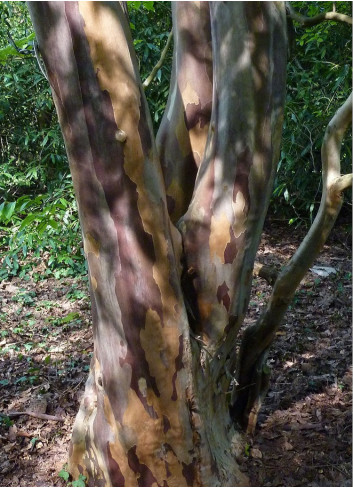 STEWARTIA pseudocamellia