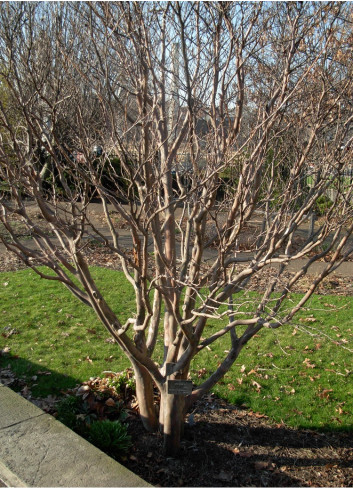 STEWARTIA pseudocamellia