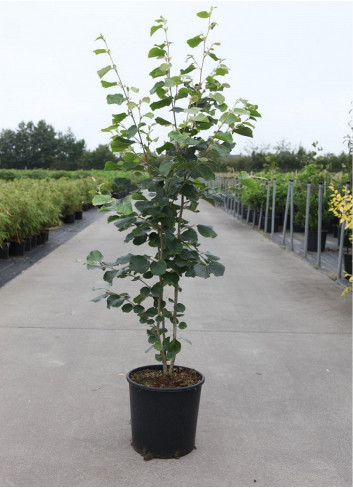 STEWARTIA pseudocamellia En pot de 15-20 litres