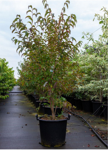 STEWARTIA pseudocamellia En pot de 30-35 litres