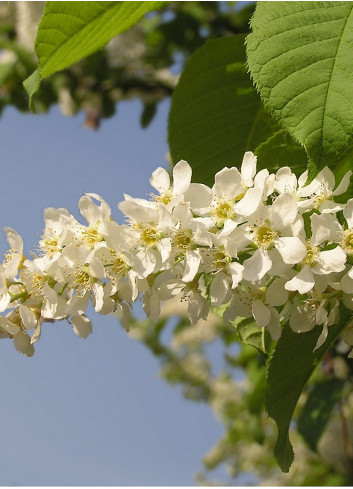 PRUNUS padus