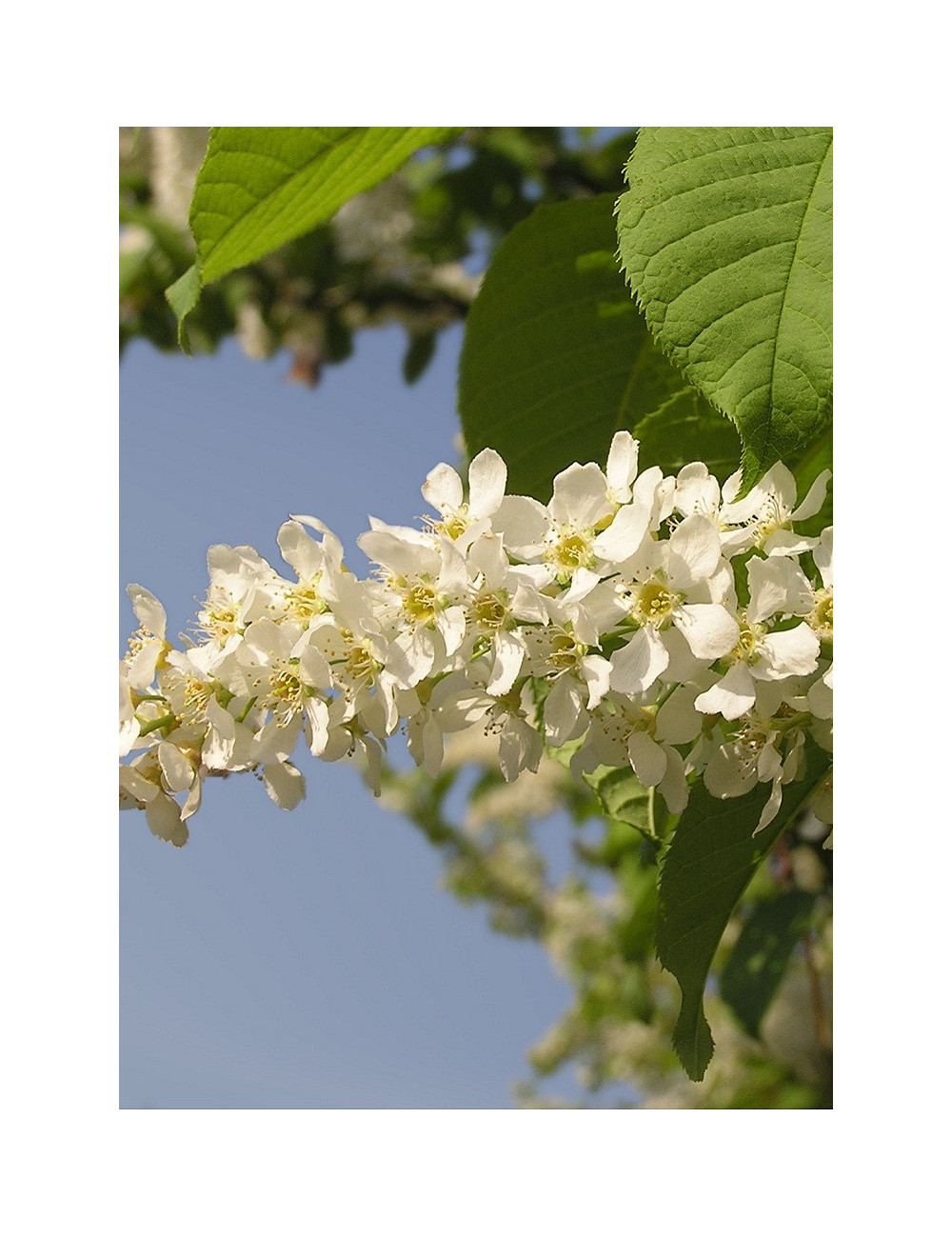 PRUNUS padus