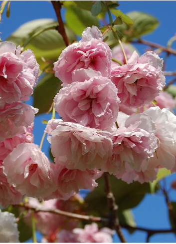 PRUNUS serrulata SHIROFUGEN