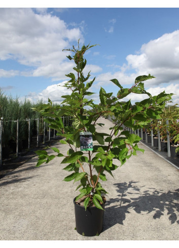 PRUNUS serrulata SHIROFUGEN En pot de 12-15 litres