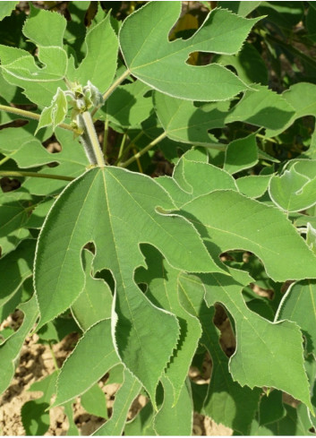 BROUSSONETIA papyrifera