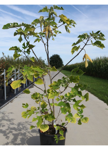 BROUSSONETIA papyrifera En pot de 15-20 litres