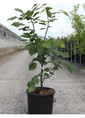 CLADRASTIS kentukea En pot de 15-20 litres