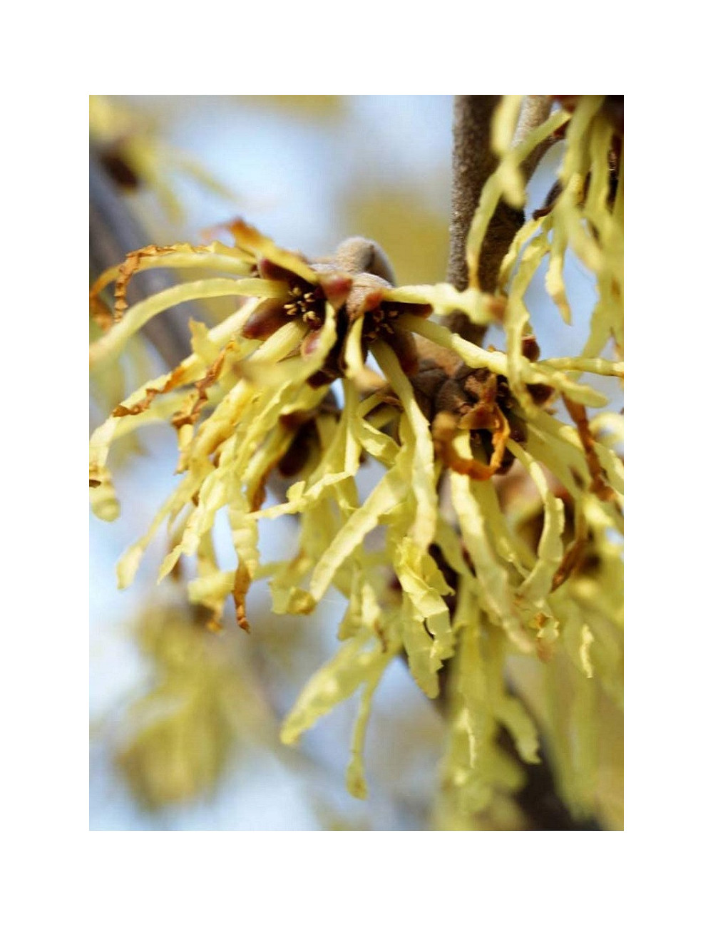 HAMAMELIS intermedia PALLIDA