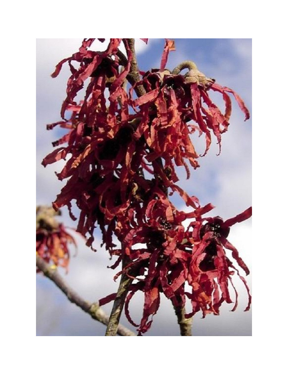 HAMAMELIS intermedia DIANE