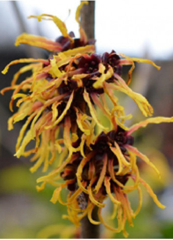 HAMAMELIS intermedia ORANGE BEAUTY