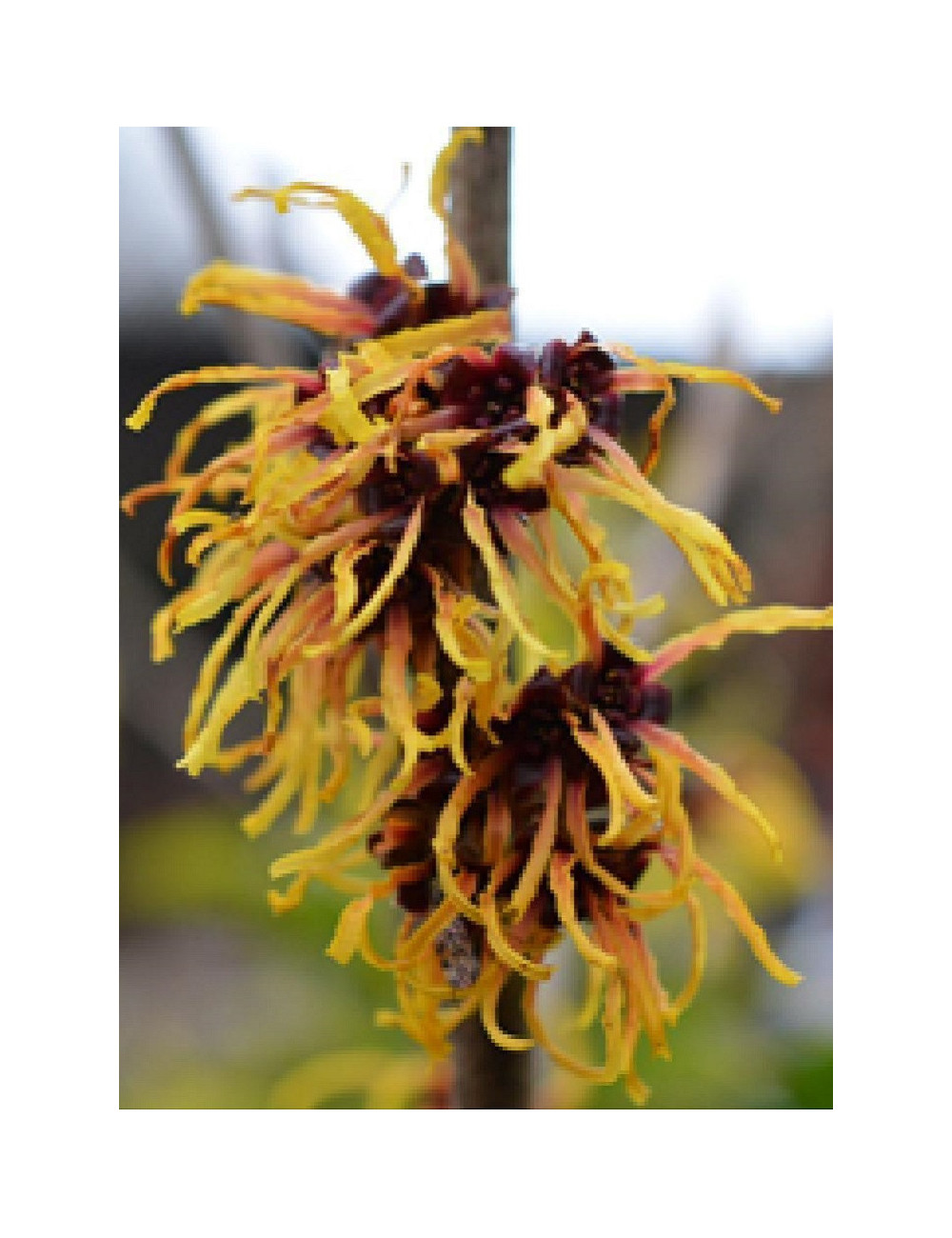 HAMAMELIS intermedia ORANGE BEAUTY