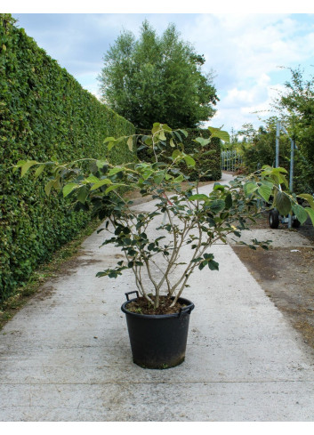 HAMAMELIS intermedia En pot de 35-50 litres