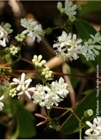 HEPTACODIUM miconioides